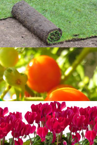Daniels Pinnacle® Organic Plant Food 3-1-1